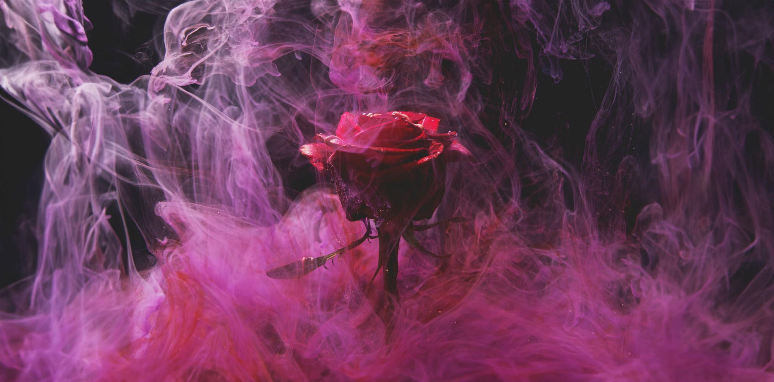 A single red rose surrounded by pink smoke